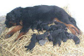 藏獒怎么培育得更大,如何挑选优秀藏獒犬