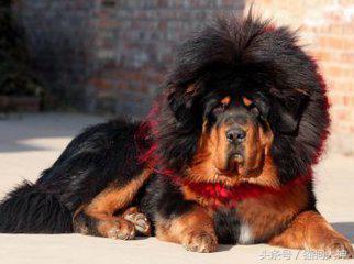 藏獒怎么培育得更大,如何挑选优秀藏獒犬