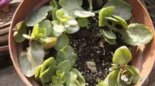 快死的花埋沙里能救活吗,快死的花