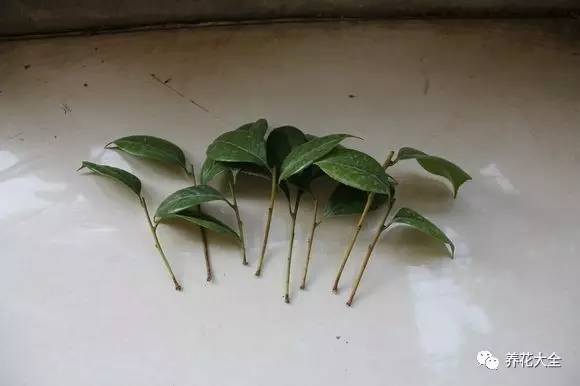 快死的花埋沙里能救活吗,快死的花