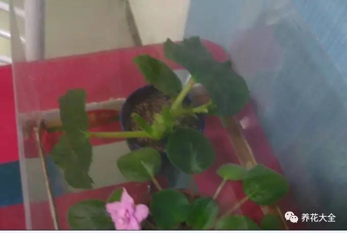 快死的花埋沙里能救活吗,快死的花