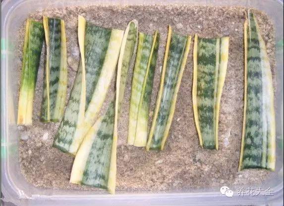 快死的花埋沙里能救活吗,快死的花