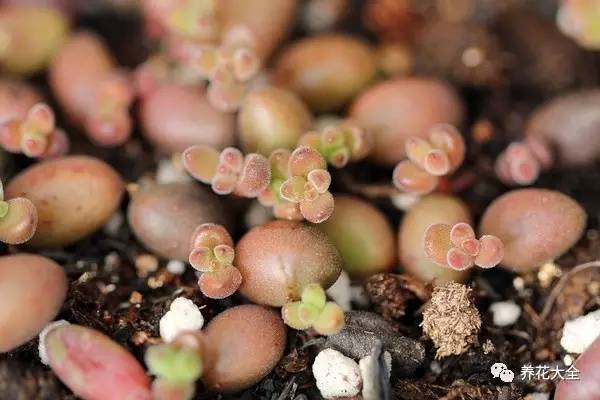 快死的花埋沙里能救活吗,快死的花