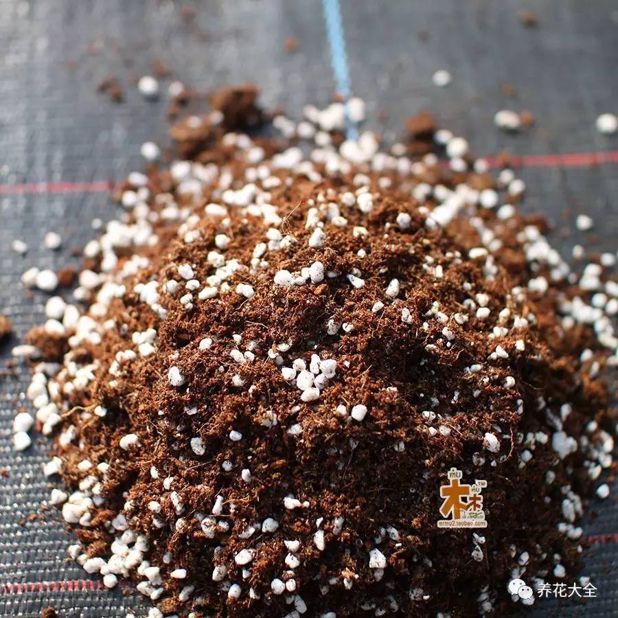 快死的花埋沙里能救活吗,快死的花