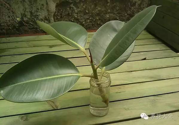 快死的花埋沙里能救活吗,快死的花