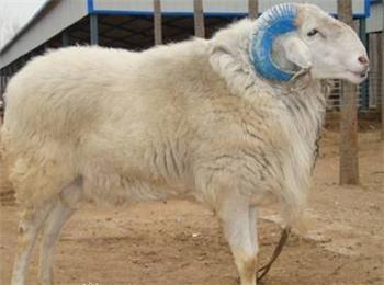 给羊人工授精技术方法：牛羊饲料专家指点