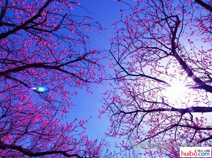 重庆酉阳桃花源确实美 (重庆酉阳桃花源未解之谜)