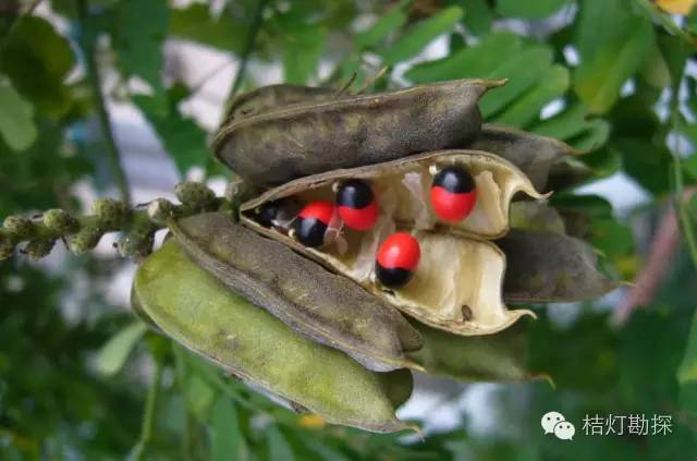 在野外什么千万别碰,这些植物千万不要乱碰