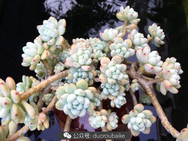 劳尔罗琦很香吗,劳尔与罗琦