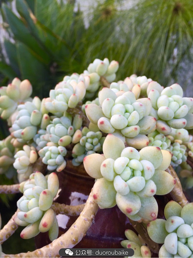 劳尔罗琦很香吗,劳尔与罗琦