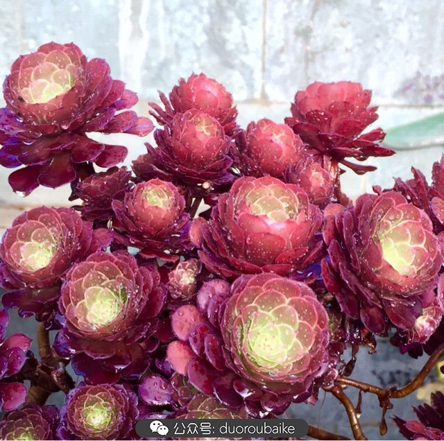 劳尔罗琦很香吗,劳尔与罗琦