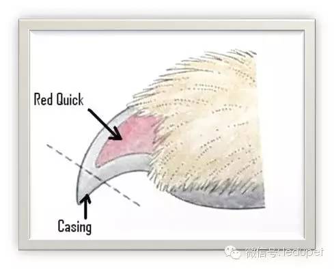 狗狗剪指甲总流血止不住怎么办,狗狗剪指甲流血沾了水怎么办