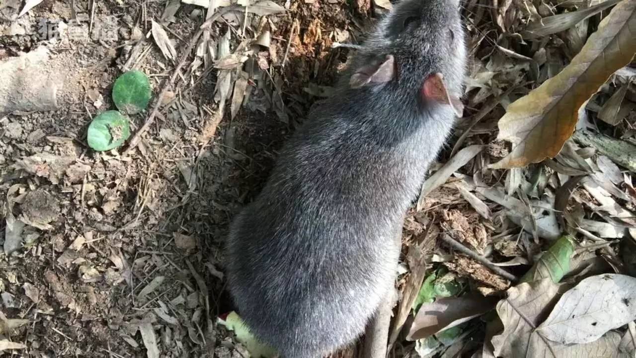 野外生存捕猎最常见的吊脚套陷阱，对付山鼠那是来一只逮一只