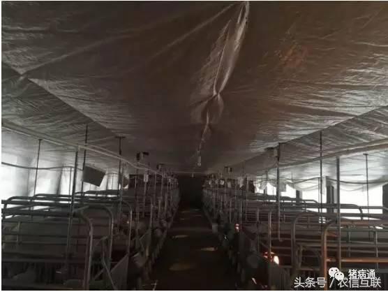 母猪产前低温不食是怎么回事,母猪低温不吃食最佳治疗方案