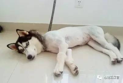 最不爱干净的宠物,最不爱掉毛的宠物