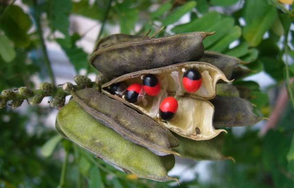 红豆增强免疫力,红豆副作用及危害