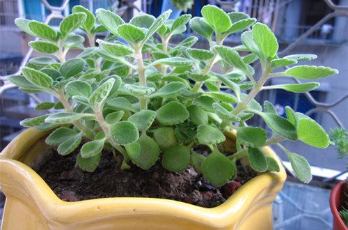 花卉叶子变黄怎么处理,盆栽花卉叶子发黄有何妙招