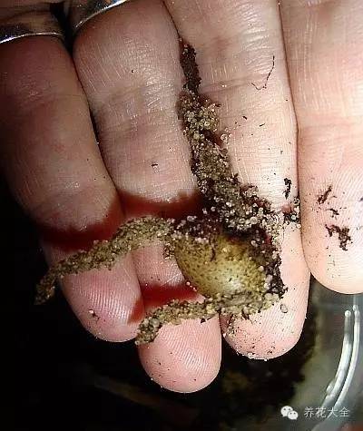 快死的花埋沙里能救活吗,快死的花