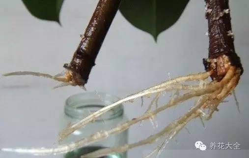 快死的花埋沙里能救活吗,快死的花