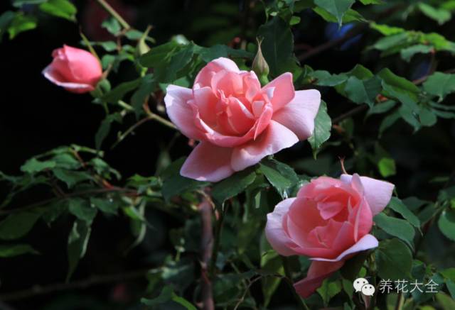 快死的花埋沙里能救活吗,快死的花