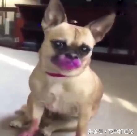 狗狗偷吃主人口红,狗狗偷吃主人不知道