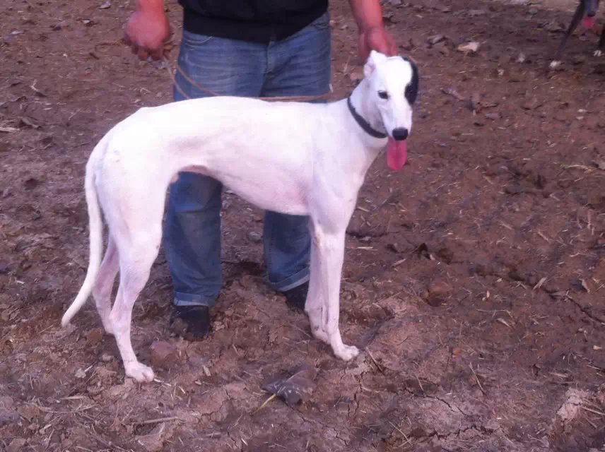 格力犬视频素材稀有,分享一张格力犬的照片