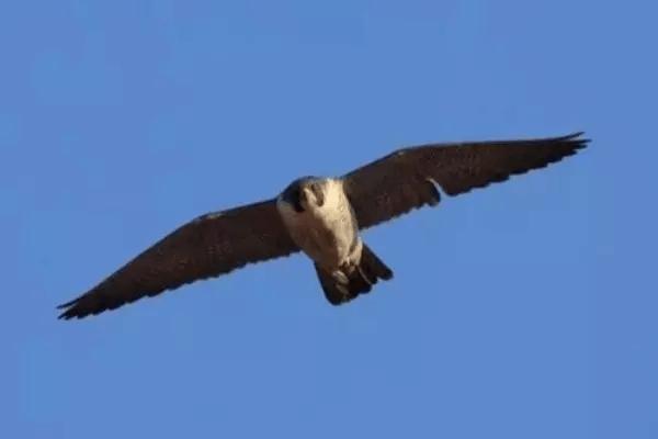 勇者游戏围观者,勇者游戏战术竞技