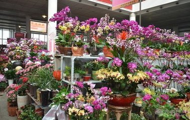 新年买花小心买到“嫁接花”