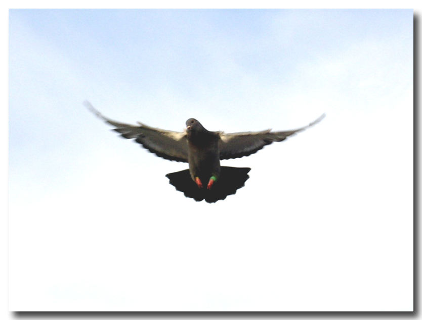 信鸽比赛全过程记录,信鸽比赛归巢全过程视频