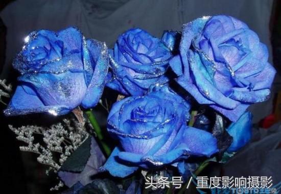 送你一束蓝色妖姬,送你一朵蓝色妖姬怎么回复