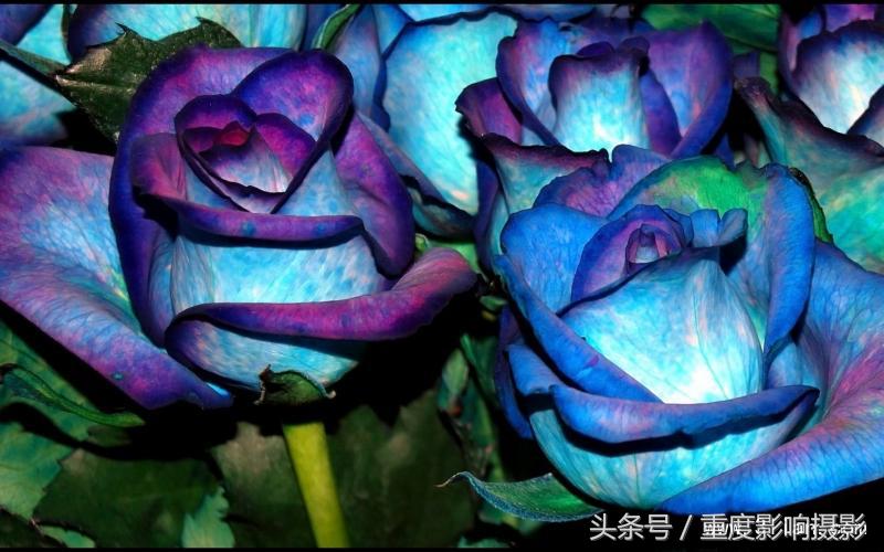 送你一束蓝色妖姬,送你一朵蓝色妖姬怎么回复