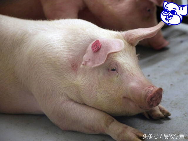 育肥猪泪斑是什么原因引起的,猪有泪斑是什么病怎么治