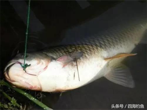 冰钓关注事项,冬季冰钓鲫鱼调漂最佳方法