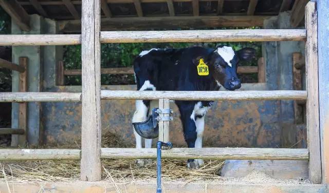 九峰万亩茶园,九峰森林动物园好不好玩