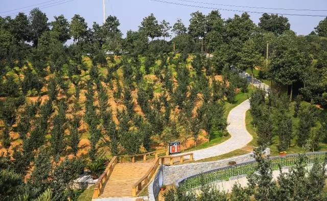 九峰万亩茶园,九峰森林动物园好不好玩