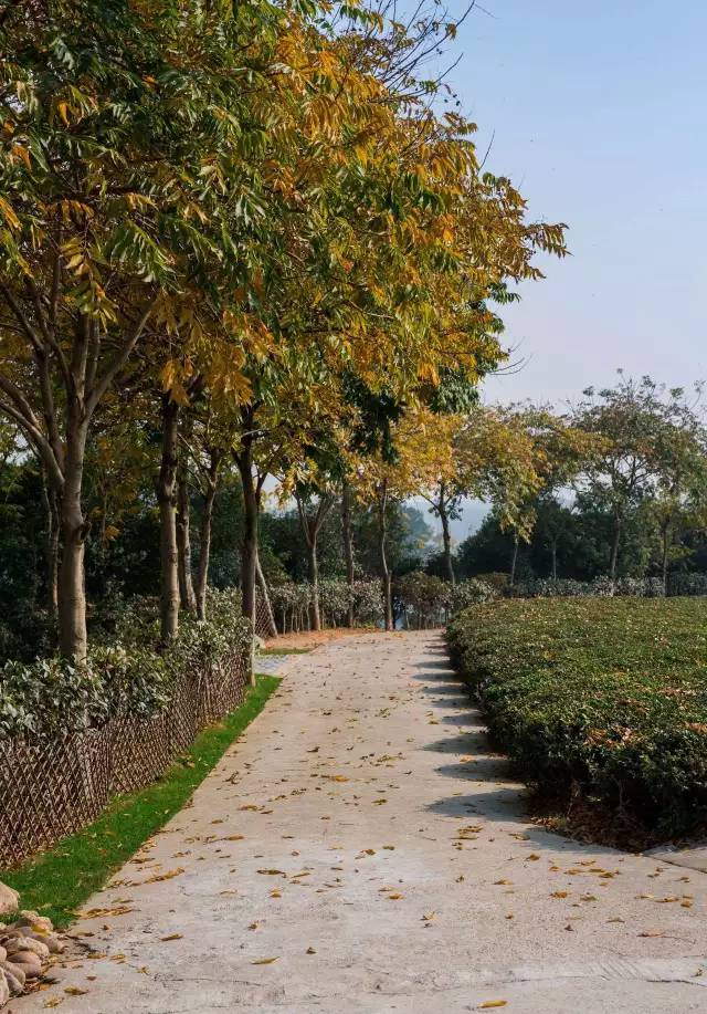 九峰万亩茶园,九峰森林动物园好不好玩