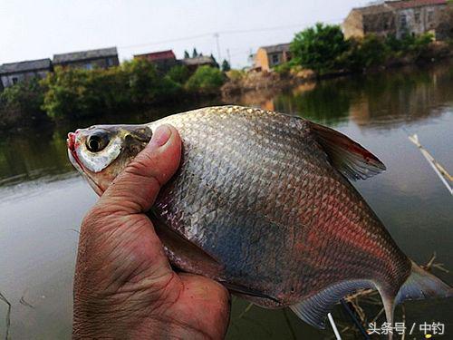 钓鱼人的一周生活,一个钓鱼人的一次完整垂钓过程