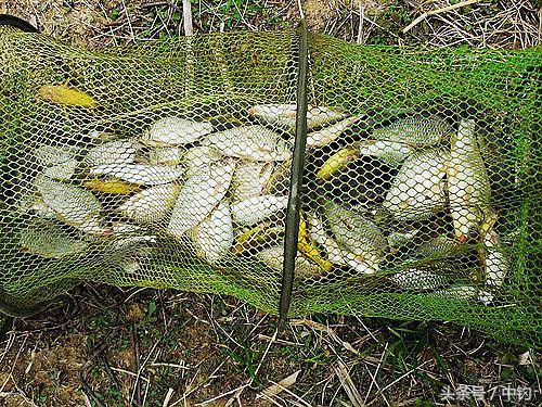 钓鱼人的一周生活,一个钓鱼人的一次完整垂钓过程