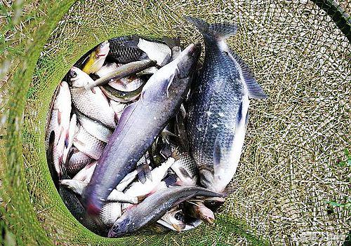 钓鱼人的一周生活,一个钓鱼人的一次完整垂钓过程