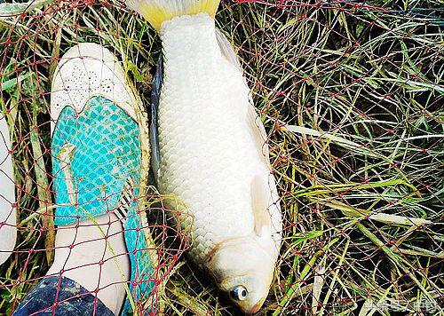 钓鱼人的一周生活,一个钓鱼人的一次完整垂钓过程