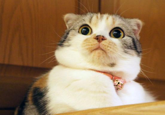 猫主子多少钱,猫咪必备药品平价推荐