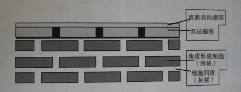 角质，该“去”还是“留”？