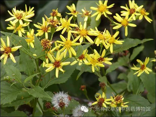 家有千里光一生不生疮是什么意思,家有千里光不生疮