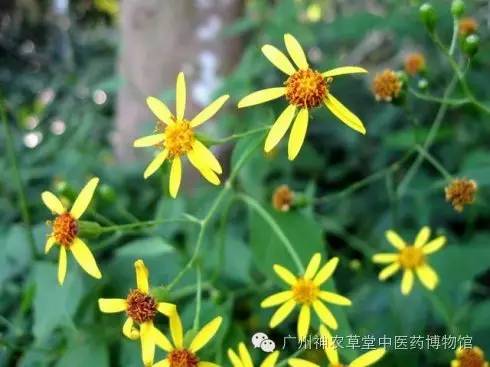 家有千里光一生不生疮是什么意思,家有千里光不生疮