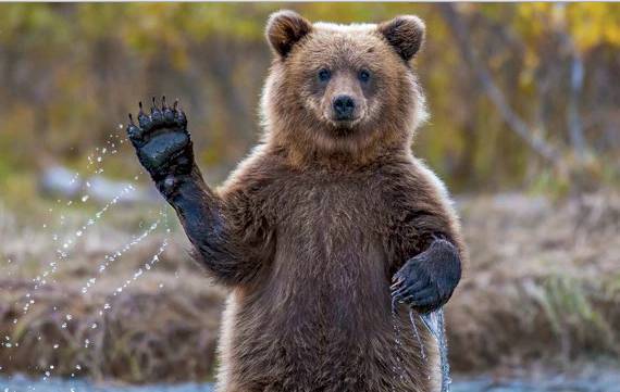野外棕熊来袭,野外遇到棕熊袭击怎么办
