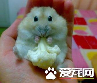 布丁仓鼠喜欢吃什么布丁仓鼠可食性食物