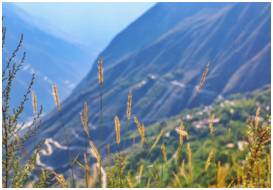 朋友圈现新网红“浮云牧场”四川藏区世界级资源正在起飞