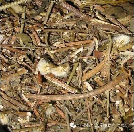 家有千里光一生不生疮是什么意思,家有千里光不生疮