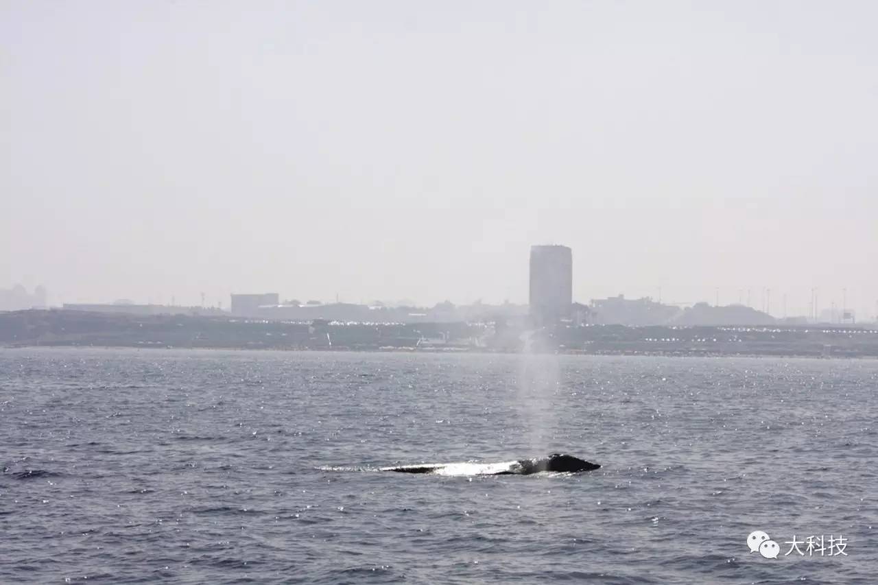 灰鲸主动求救最后救了没有,灰鲸为什么要迁移呀