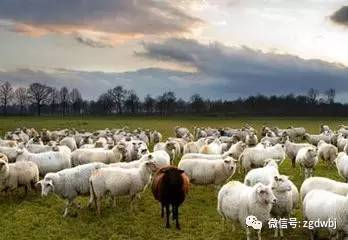 羊瘤胃积食打针后多久治愈,羊瘤胃积食的治疗视频